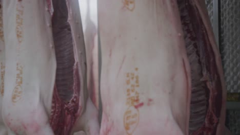 pig carcasses without intestines moving on a conveyor belt