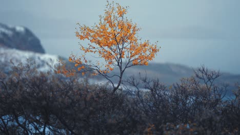 a lone birch tree with golden leaves stands amidst the nordic landscape