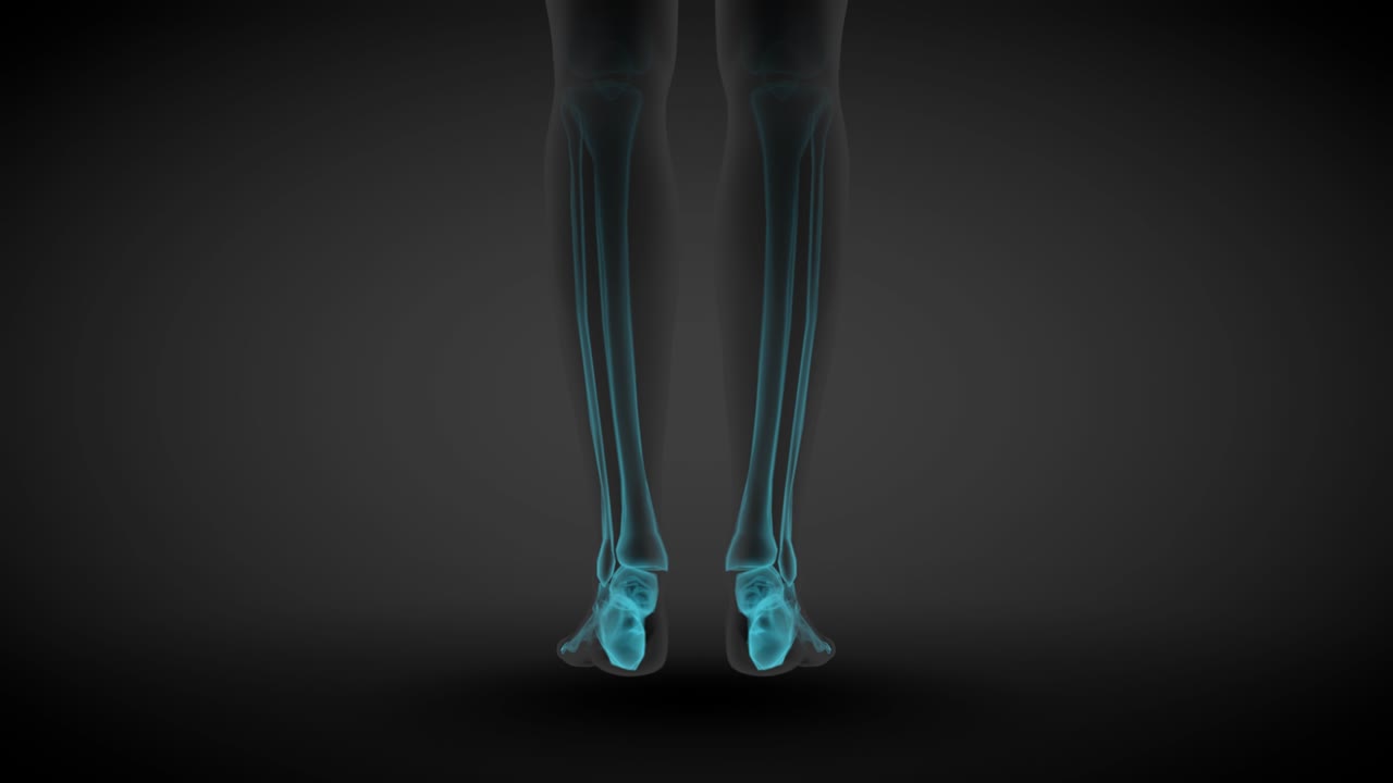 3d 무 링 애니메이션: 여성 몸의 회전 - 골격 와 다양한 내부 장기의 스레이 스캔, 의학 일러스트 - 4k 60fps uhd