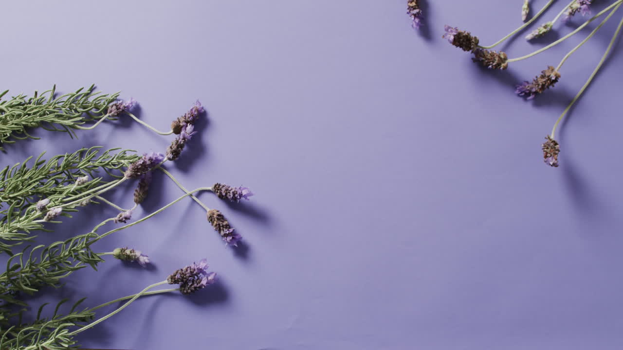 video de flores y hojas de lavanda con espacio de copia sobre fondo púrpura