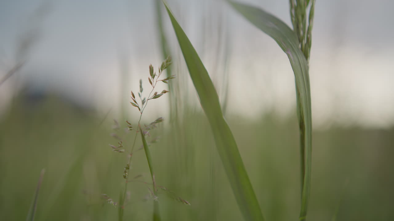 Close up of green grass blades and delicate seed heads in natural field, softly blurred background highlights serene detail of plant textures under light sky