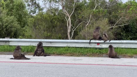 Babuinos-Jugando-Al-Costado-De-La-Carretera