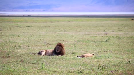 Toma-De-Seguimiento-De-Un-León-Acostado-Junto-A-Una-Leona-Dormida-En-La-Sabana-Africana