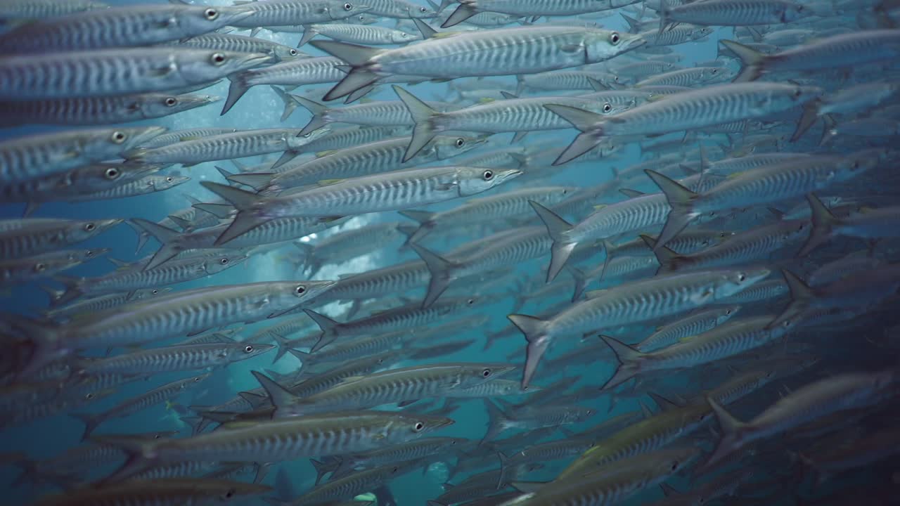 Large School of Barracudas Swimming Underwater