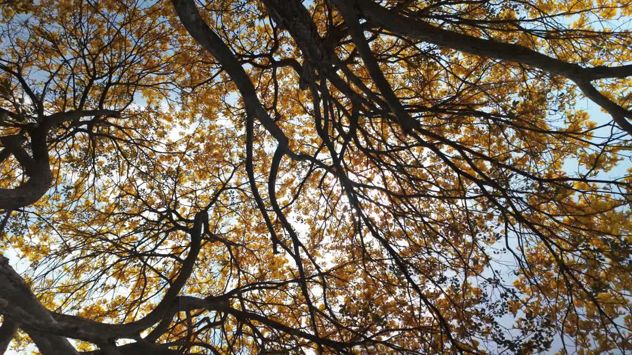 Guardando in alto i vivaci fiori gialli dell'albero di Handroanthus chrysanthus in piena fioritura.