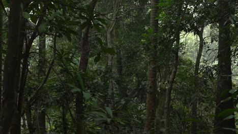 Motion-shot-of-deep-green-inside-forest