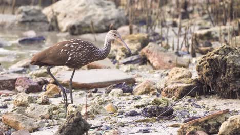 limpkin picking up snail shell with beak at beach