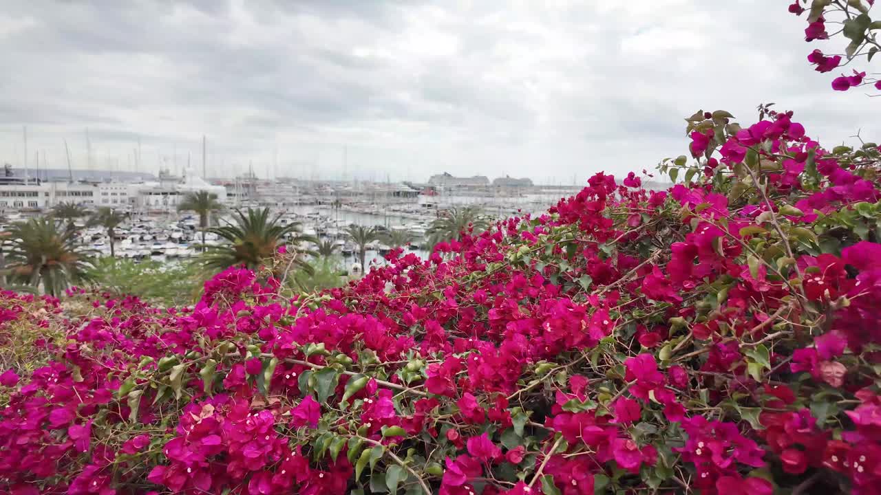 los arbustos de buganvilia en plena flor en palma de mallorca, españa con vistas al puerto deportivo en un día nublado de primavera