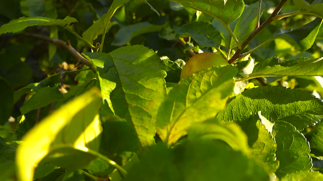 Close up gliding shot around sunlit green leaves of an apple tree during a summer golden hour. Ripening raw apple grows on the branch under evening glow. Sunlight illuminating the leaf vein patterns