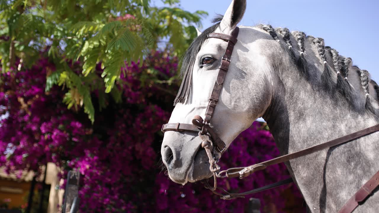 Elegant Grey Horse with Braided Mane Standing by Purple Flowers