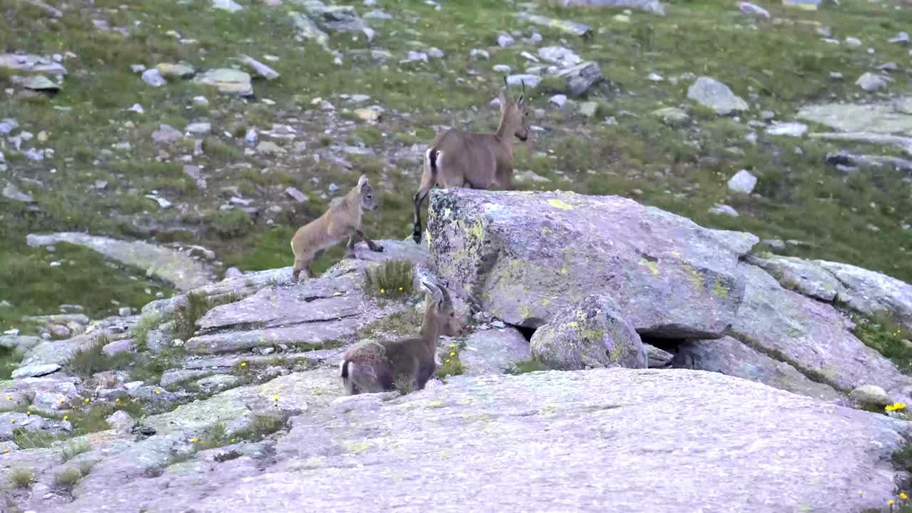 Alpine Ibex Family on Rocky Mountain