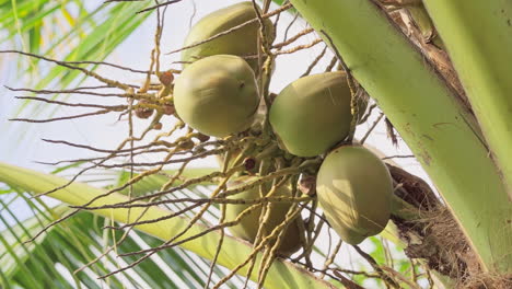 closeup view of coconuts hanging in palm tree at golden sunset in tropical rain forest