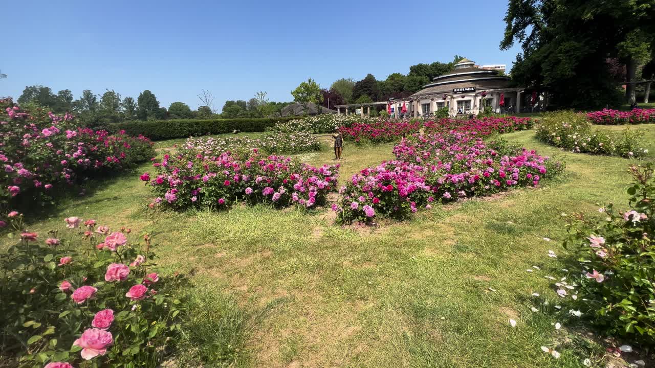 Beautiful Field of Roses Botanic Garden