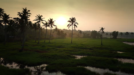 Amanecer-En-Un-Jardín-De-Cocos-Y-Arrozales,-Humedales-Y-Arrozales-Cubiertos-De-Hierba-Verde-Y-Cocoteros