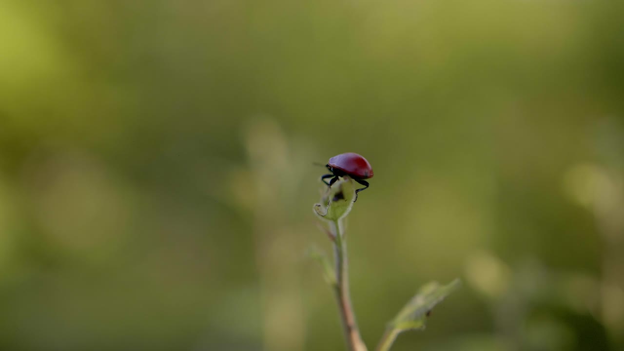 A small ladybug alone on a grass ready to fly away