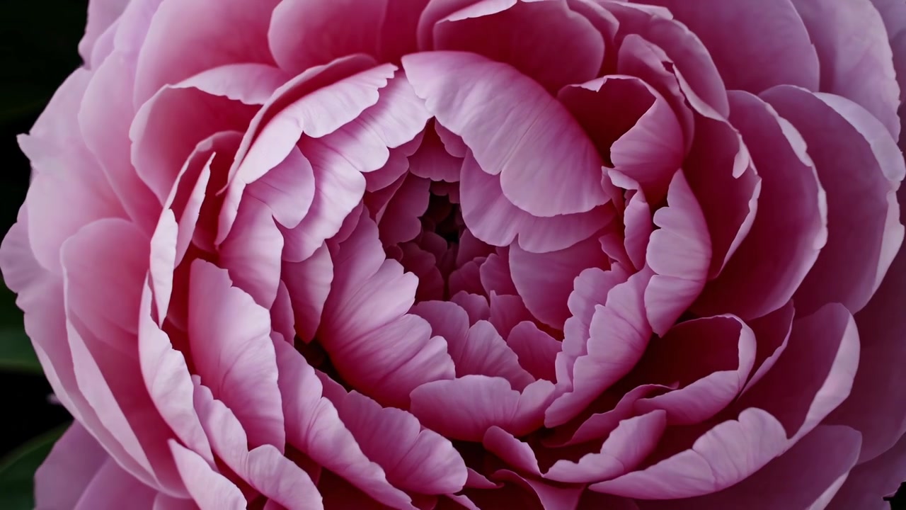 Close-up of a Beautiful Pink Peony Flower Blooming