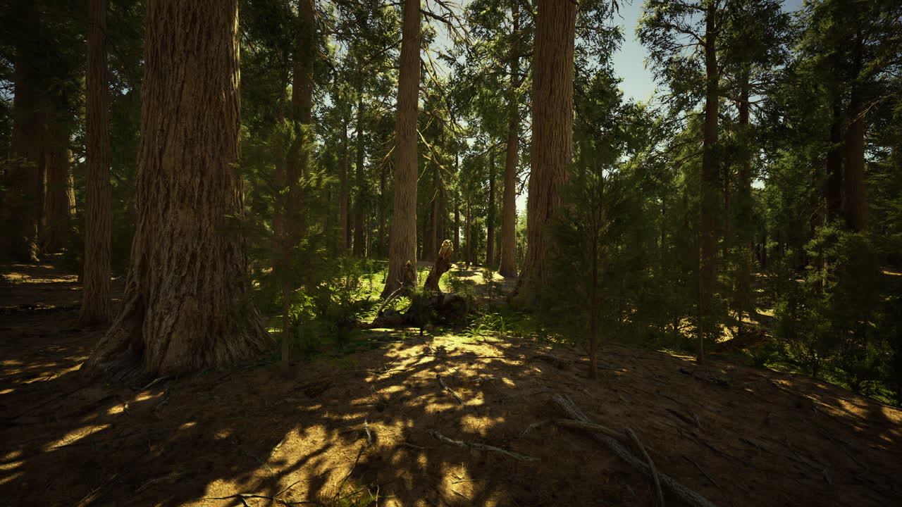 Sunlight filtering through ancient trees in a tranquil forest setting