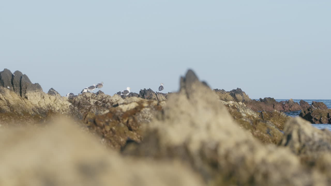 Seagulls at the rocky shore