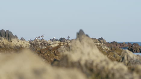 Seagulls at the rocky shore