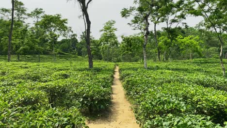 Tea garden at sylhet, bangladesh - pov tourist view in Malnicherra