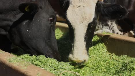 close-up of young bull calf and mother cow eating freshly cultivated grass from farmyard trough, slow motion