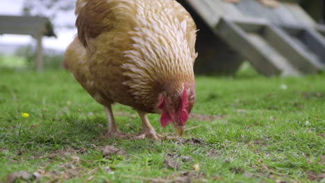Close-up-chicken-pecks-dirt-for-food-in-grassy-enclosure-in-slow-motion