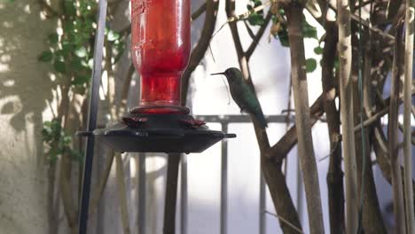 Ein-Kolibri-Schwebt-In-Der-Luft,-Während-Er-Aus-Einem-Gartenhäuschen-Trinkt