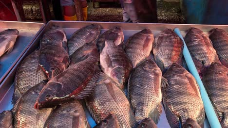 arranging and picking fish at a market stall