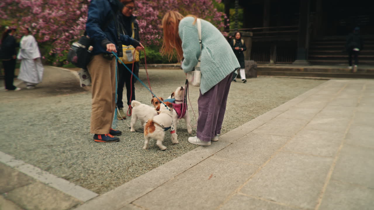 People walking dogs in a park with cherry blossoms