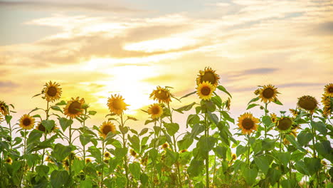 Timelapse-of-sunflower-plants-dancing-in-field-over-sunny-sky