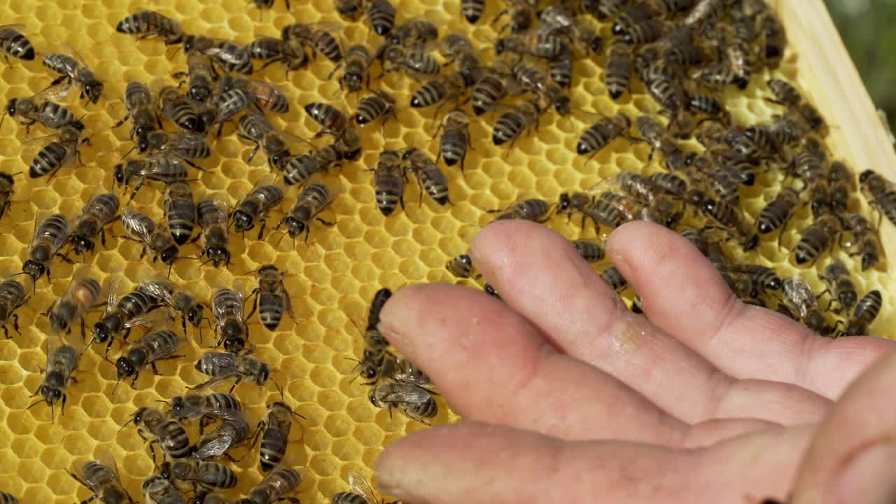 a beekeeper keeps a wooden frame with honeycomb and bees. Close-up of honey bee