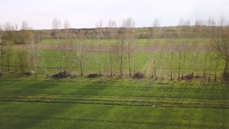 Aerial of birch field trees woth agricultural land farm warm sunshine
