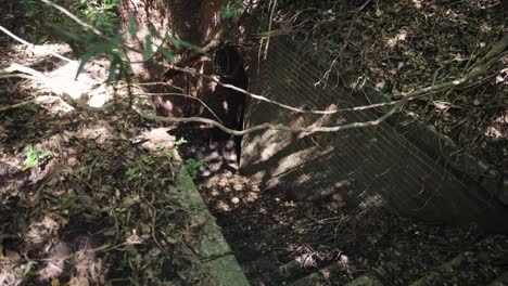 vines covering overgrown ruins of tomogashima, wakayama japan