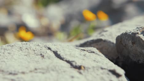 beautiful lizard runs off rock slow motion