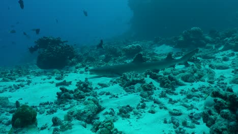 Whitetip-reef-shark-lying-on-underwater-reef-in-French-Polynesia