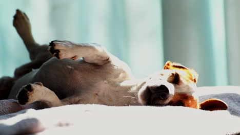 cute puppy lies on side with feet up as it dozes in warm sunshine