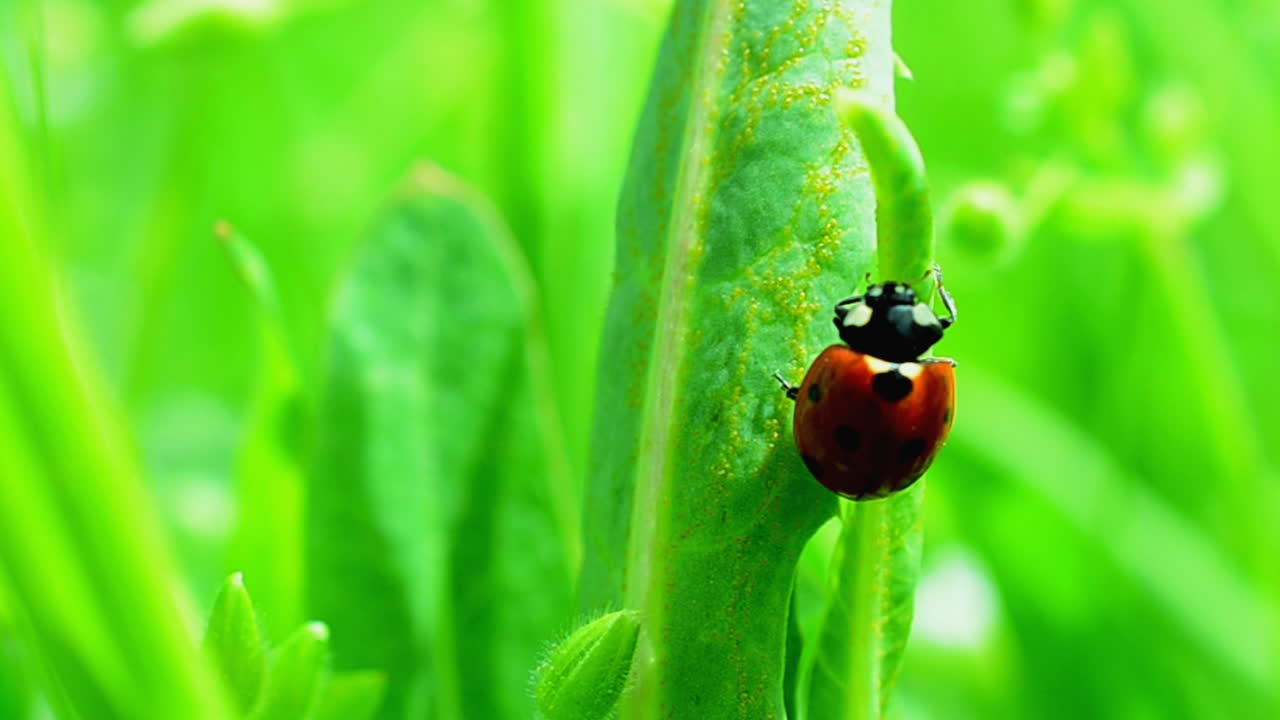 Shooting in the spring. Ladybug on a grass