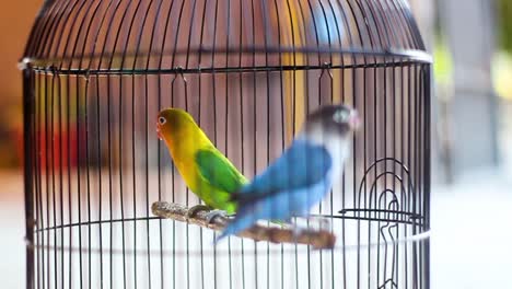 a pair of love birds in a cage, love birds, green and blue pet birds