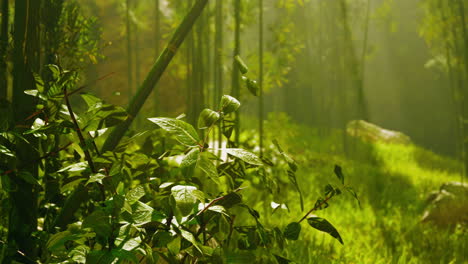 sunlit bamboo forest path