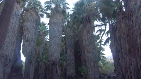 gimbal ancho floreciendo hacia abajo toma de palmeras salvajes de california que prosperan en el oasis del desierto en el cañón de las palmeras en el sur de california