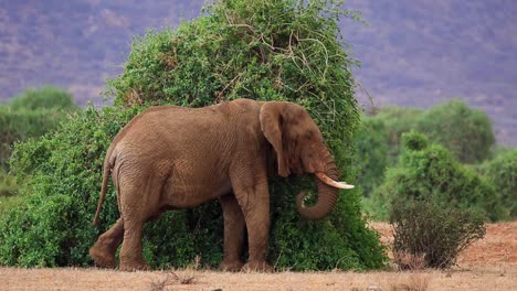 static close up view of huge muddy elephant eating from green bush in slow motion in the drylands of kenya, africa