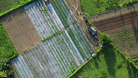 Gemüsefarm-In-Catanduanes,-Bicol,-Philippinen