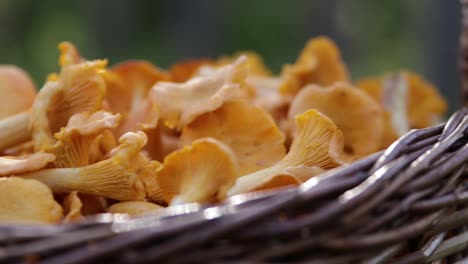 Primer-Plano-De-Una-Cesta-Llena-De-Champiñones-Rebozuelos-En-Un-Bosque-Sueco-5