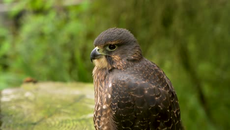 detailed close-up of a new zealand falcon's kārearea nest on a forest branch