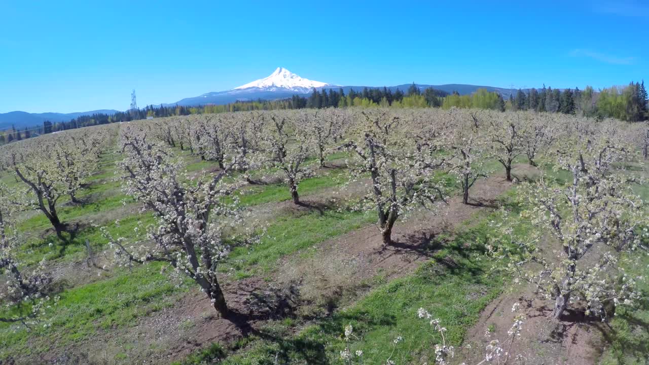Un'immagine aerea che sorvola a bassa quota meli in fiore rivela il Monte Hood, Oregon, in lontananza