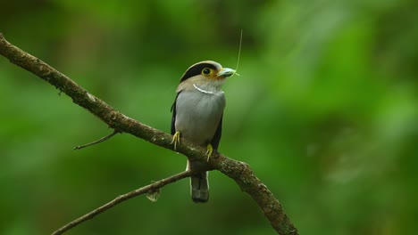 Silberbrust-Breitschnabel,-Serilophus-Lunatus