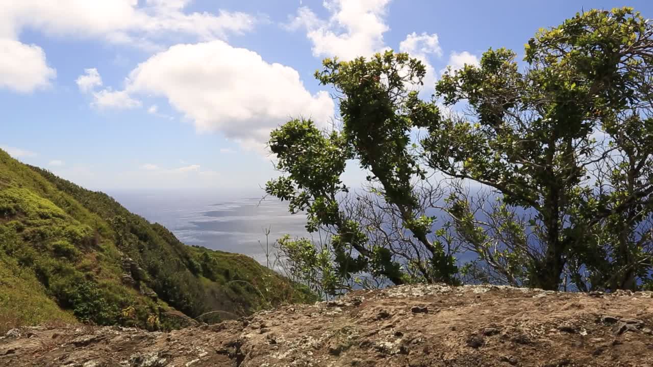 arbusto en las montañas sobre el mar en la isla pitcairn