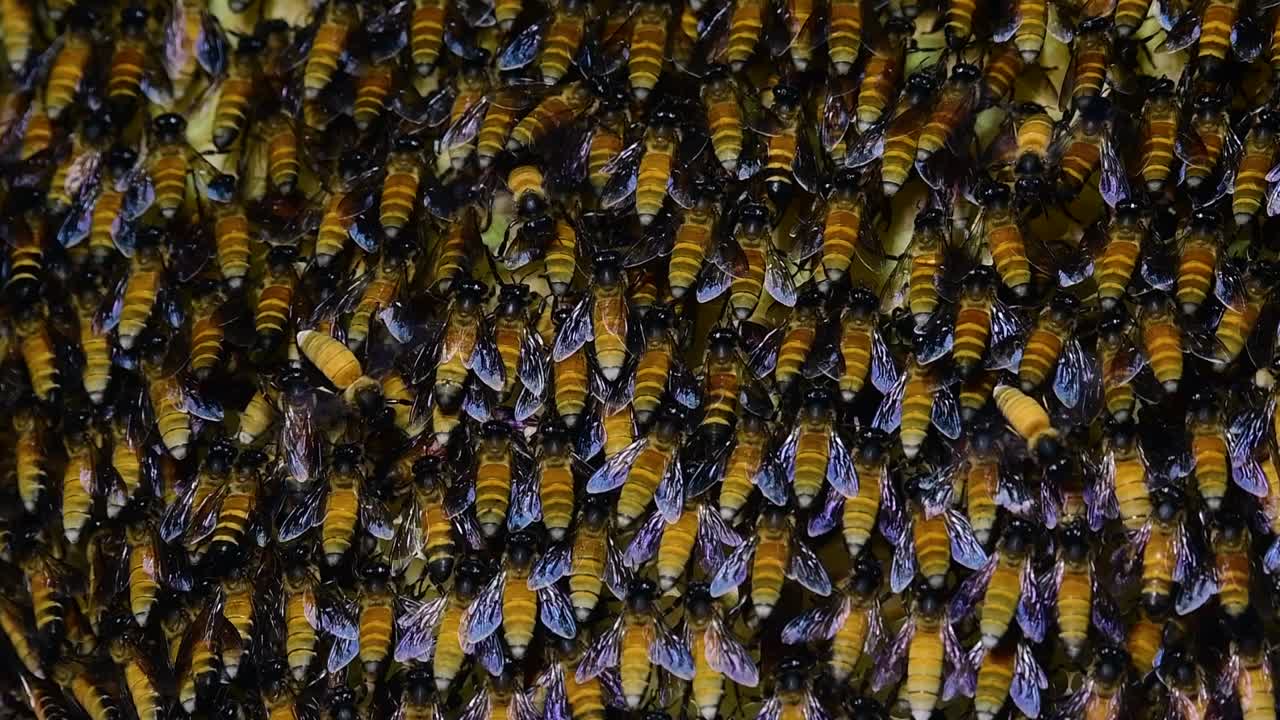 se sabe que las abejas melíferas gigantes construyen grandes colonias de nidos con bolsillos simétricos hechos de cera para almacenar miel como fuente de alimento.