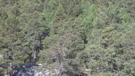 Coniferous-forest-in-Finland-from-above-1