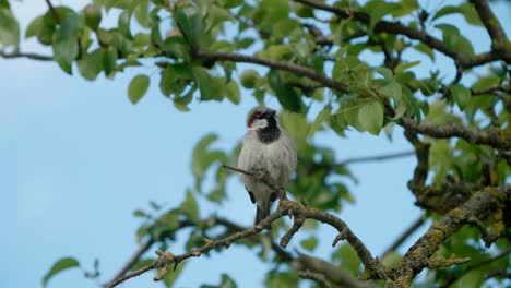 Sparrow-sitting-on-tree-branches,-animal-portrait
